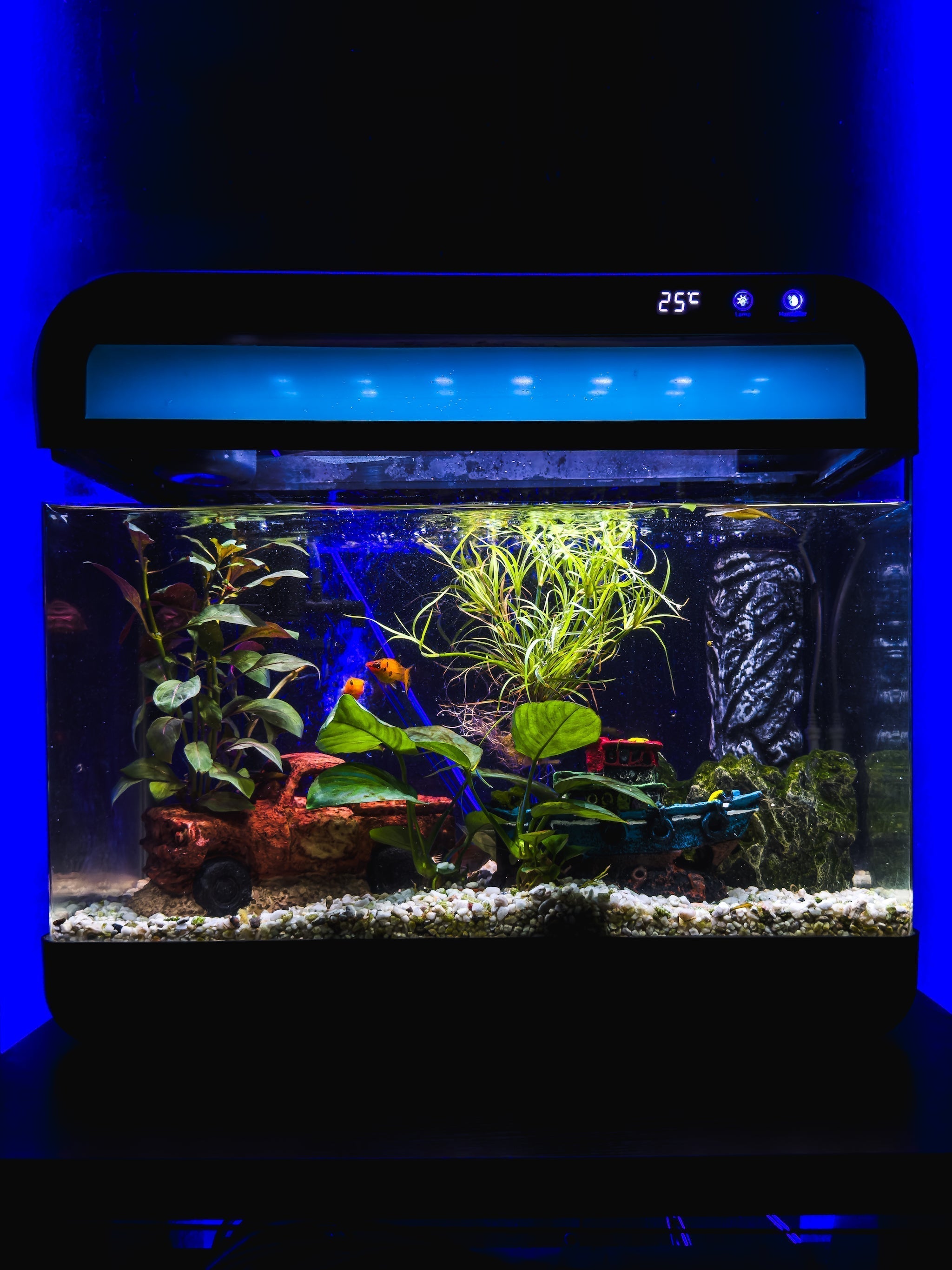Kleurrijke vissen in een nano aquarium van AquaImpact
