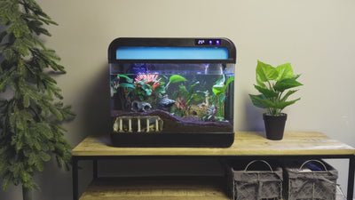 Stimmungsvoller Videoeindruck des AquaImpact® 26L Nano-Aquariums in Aktion, mit Schwerpunkt auf dem einzigartigen Nebeleffekt, der hellen LED-Beleuchtung und dem modernen Design in einem beruhigenden Interieur.